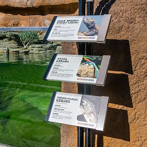 Reptiles inside aviary.