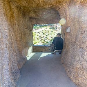 Another baboon viewing opportunity.