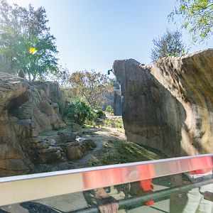 Even more baboon viewing