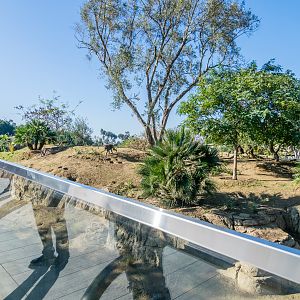 More viewing area of baboons