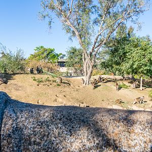 Another view of baboon exhibit