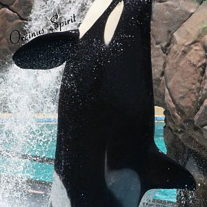 Shouka the High Flying Orca