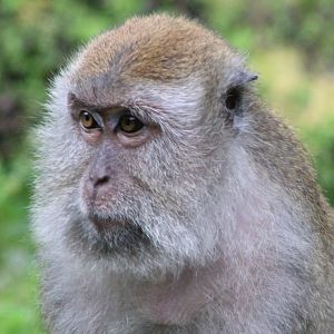 Javan Macaque