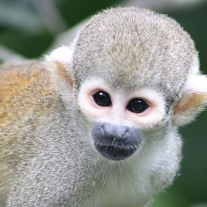 Peruvian Squirrel Monkey
