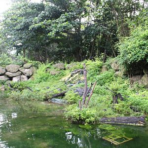 Javan Macaque Exhibit