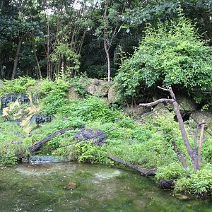 Javan Macaque Exhibit
