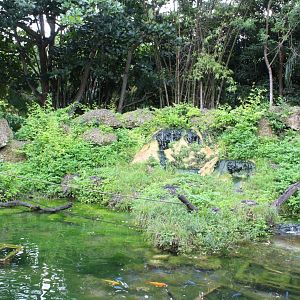 Javan Macaque Exhibit