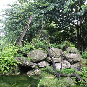 Javan Macaque Exhibit