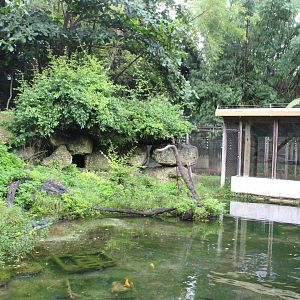 Javan Macaque Exhibit