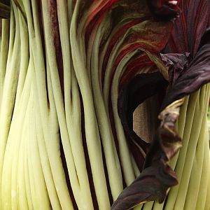 Detail of Amorphophallus