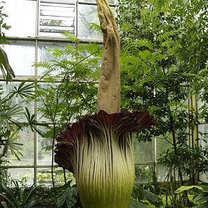 Amorphophallus
