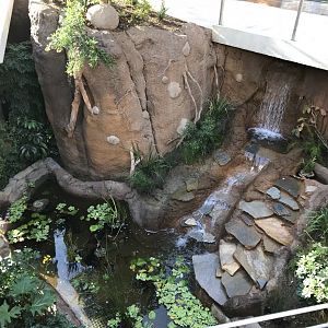 AR Lower Aviary Waterfall