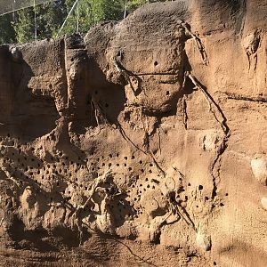 AR Upper Aviary Right