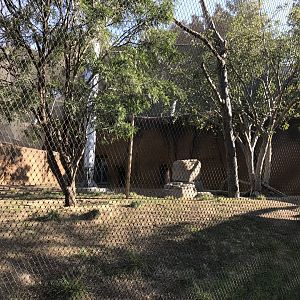 AR Vervet Monkey 1 Front Viewing 2 Right