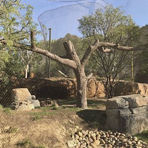 AR Vervet Monkey 1 Front Viewing 2 Center