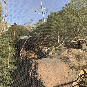 AR Vervet Monkey 1 Front Viewing 2 Left