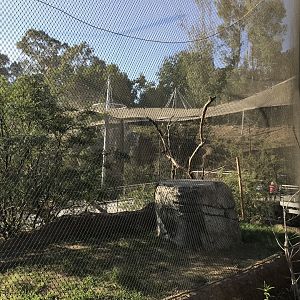 AR Vervet Monkey 1 Back Viewing 1 Right