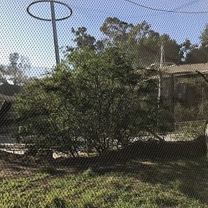 AR Vervet Monkey 1 Back Viewing 1 Center