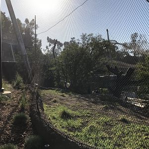 AR Vervet Monkey 1 Back Viewing 1 Left