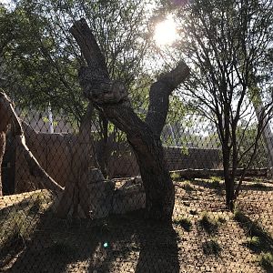 AR Leopard 2 Viewing Area 1 Right