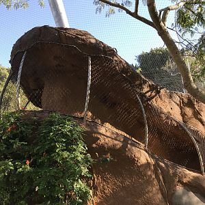 AR Leopard Transfer 1 And 2