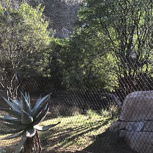 AR Leopard 1 Viewing Area 1 Right