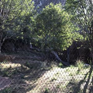 AR Leopard 1 Viewing Area 1 Center