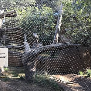 AR Leopard 1 Viewing Area 1 Left