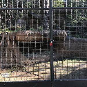 AR Leopard 1 Viewing Area 1 Far Left