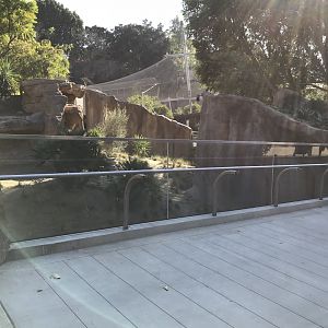 AR Gelada 1 Viewing Area 1