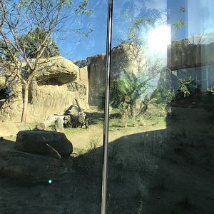 AR Gelada - H Baboon Shared Viewing Area 3 Right