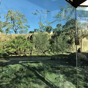 AR Gelada - H Baboon Shared Viewing Area 3 Center