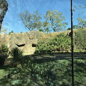 AR Gelada - H Baboon Shared Viewing Area 3 Left