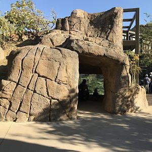 AR Gelada - H Baboon Shared Viewing Area 2