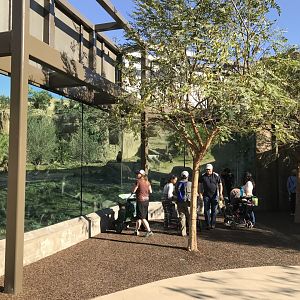 AR Gelada - H Baboon Shared Viewing Area 3