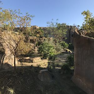 AR Gelada - H Baboon Shared Viewing Area 1 Right