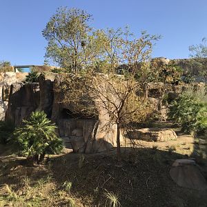 AR Gelada - H Baboon Shared Viewing Area 1 Center