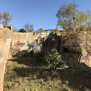 AR Gelada - H Baboon Shared Viewing Area 1 Left
