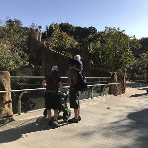 AR Gelada - H Baboon Shared Viewing Area 1