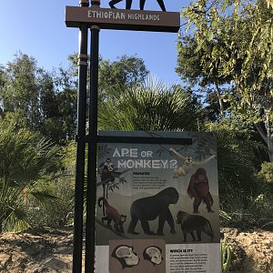 AR H Baboon 1 Sign 3