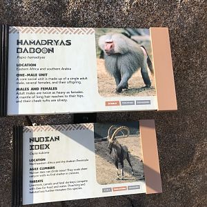 AR H Baboon 1 Sign 2