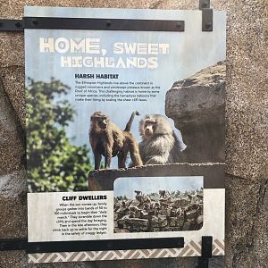 AR H Baboon 1 Sign 1