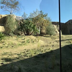 AR H Baboon 1 Viewing Area 5 Right