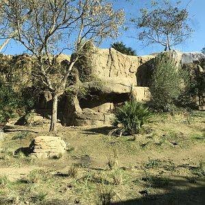 AR H Baboon 1 Viewing Area 5 Center