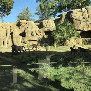 AR H Baboon 1 Viewing Area 5 Left