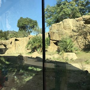 AR H Baboon 1 Viewing Area 5 Left 2