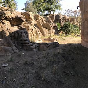 AR H Baboon 1 Viewing Area 4 Water