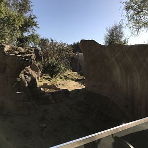 AR H Baboon 1 Viewing Area 4 Right