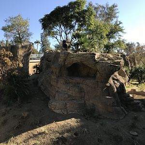 AR H Baboon 1 Viewing Area 4 Center