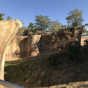 AR H Baboon 1 Viewing Area 4 Left